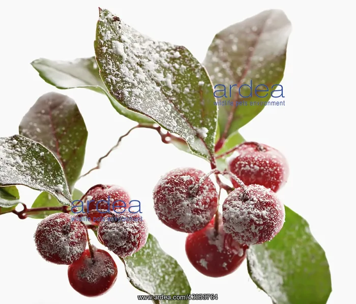 : Pyracantha : Pyracantha