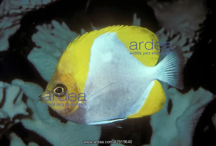 : Pyramid Butterflyfish : Pyramid Butterflyfish
