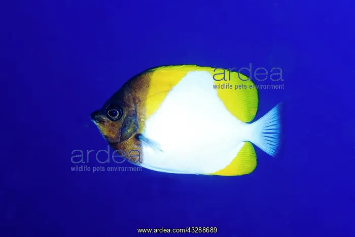 : Pyramid Butterflyfish : Pyramid Butterflyfish