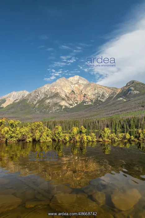 : Pyramid Mountain and Pyramid Lake, Jasper National Park : Pyramid Mountain and Pyramid Lake, Jasper National Park