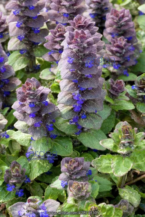 : Pyramidal bugle : Pyramidal bugle