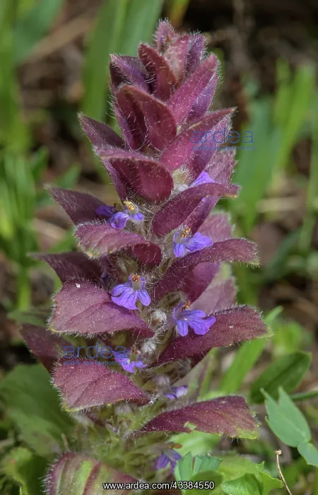 : Pyramidal Bugle, Ajuga pyramidalis, in flower in : Pyramidal Bugle, Ajuga pyramidalis, in flower in
