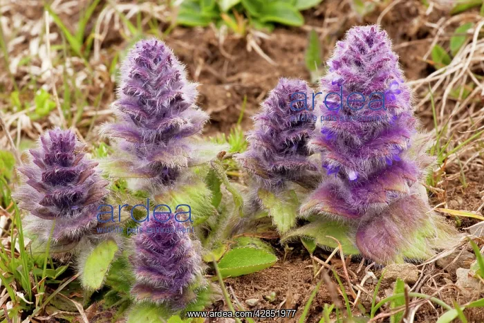 : Pyramidal Bugle - in the Great Caucasus : Pyramidal Bugle - in the Great Caucasus