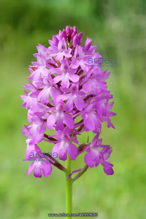 : Pyramidal orchid : Pyramidal orchid