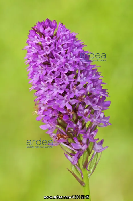: Pyramidal Orchid : Pyramidal Orchid