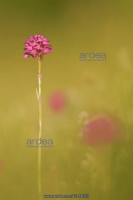 : Pyramidal Orchid : Pyramidal Orchid