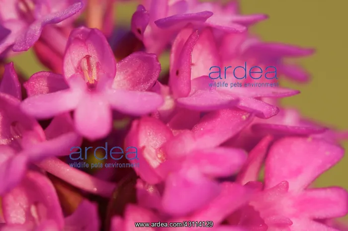 : Pyramidal Orchid : Pyramidal Orchid
