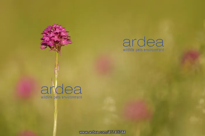 : Pyramidal Orchid : Pyramidal Orchid