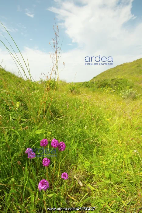  : Pyramidal Orchid