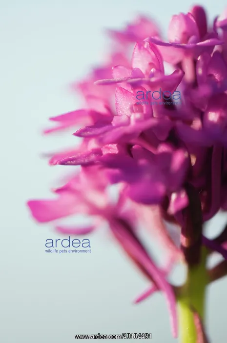 : Pyramidal Orchid : Pyramidal Orchid