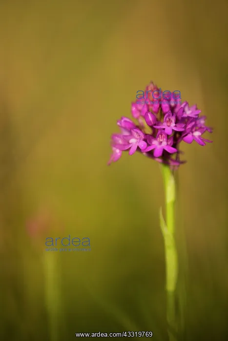  : Pyramidal Orchid