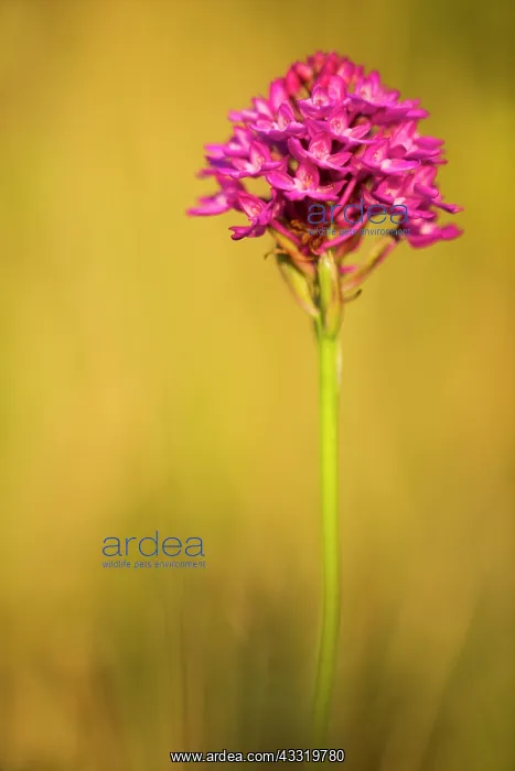  : Pyramidal Orchid