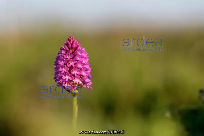  : Pyramidal Orchid - Flower - UK