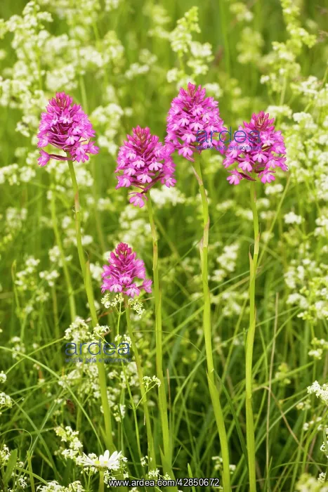 : Pyramidal Orchid - in flowery meadow : Pyramidal Orchid - in flowery meadow