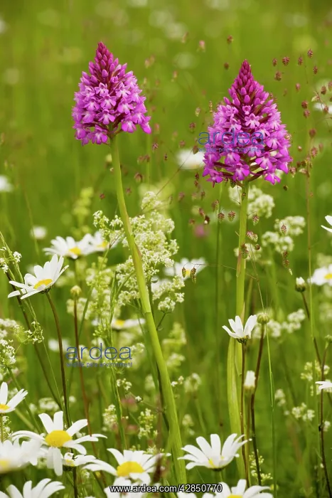 : Pyramidal Orchid - in flowery meadow : Pyramidal Orchid - in flowery meadow