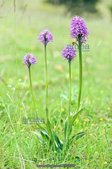 : Pyramidal Orchid - Group of four : Pyramidal Orchid - Group of four