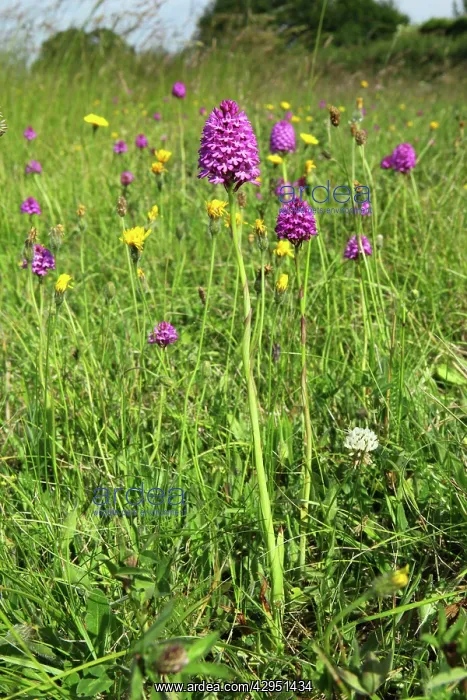 : Pyramidal Orchid - growing on chalk downland : Pyramidal Orchid - growing on chalk downland