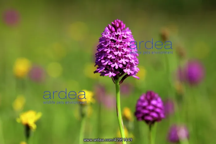 : Pyramidal Orchid - growing on chalk downland : Pyramidal Orchid - growing on chalk downland