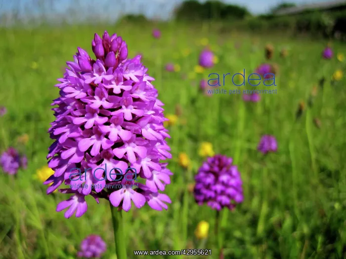: Pyramidal Orchid - growing on chalk downland : Pyramidal Orchid - growing on chalk downland