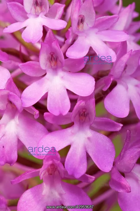 : Pyramidal orchid - detail of the inflorescence : Pyramidal orchid - detail of the inflorescence