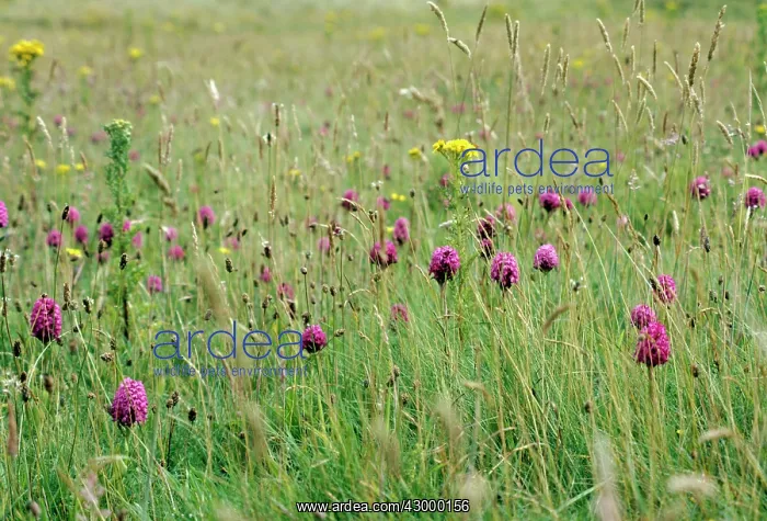  : PYRAMIDAL ORCHIDS