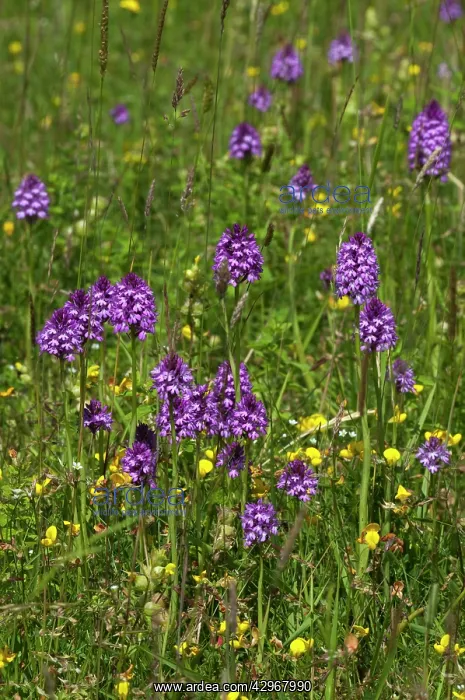 : Pyramidal Orchids - large group in meadow : Pyramidal Orchids - large group in meadow
