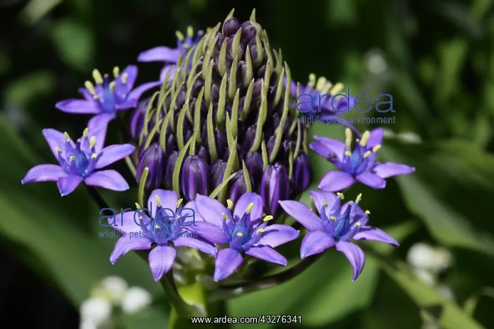 : Pyramidal shaped blue flowers of Portuguese squill : Pyramidal shaped blue flowers of Portuguese squill