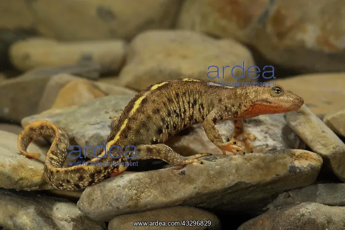 : Pyrenean brook salamander (Calotriton asper) in : Pyrenean brook salamander (Calotriton asper) in