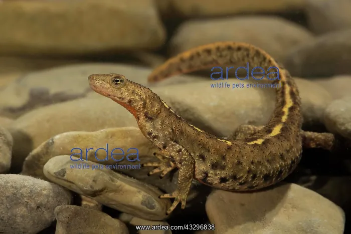 : Pyrenean brook salamander (Calotriton asper) in : Pyrenean brook salamander (Calotriton asper) in