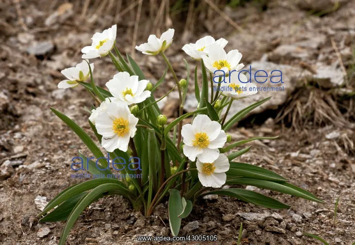 : Pyrenean Buttercup : Pyrenean Buttercup