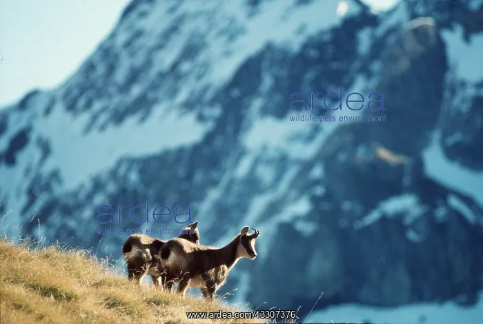 : PYRENEAN CHAMOIS - x two : PYRENEAN CHAMOIS - x two