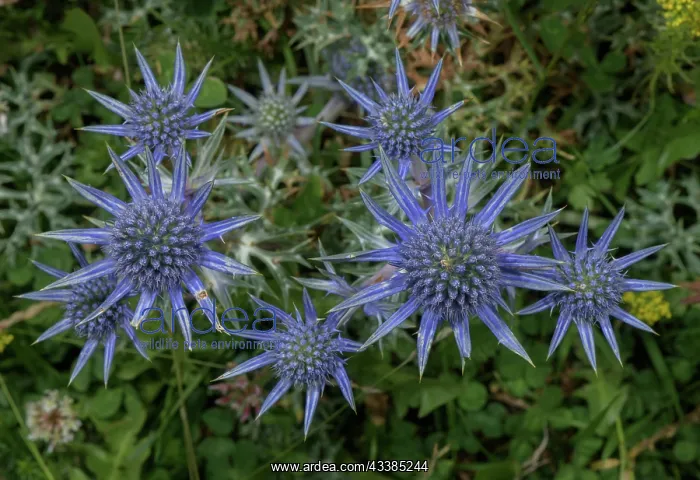 : Pyrenean Eryngo, Eryngium bourgatii, in flower i : Pyrenean Eryngo, Eryngium bourgatii, in flower i