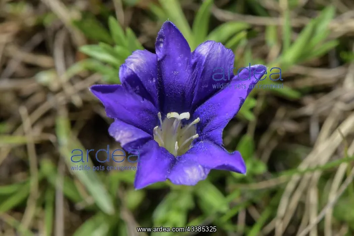 : Pyrenean Gentian, Gentiana pyrenaica, in flower : Pyrenean Gentian, Gentiana pyrenaica, in flower