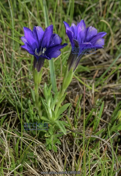 : Pyrenean Gentian, Gentiana pyrenaica, in flower : Pyrenean Gentian, Gentiana pyrenaica, in flower