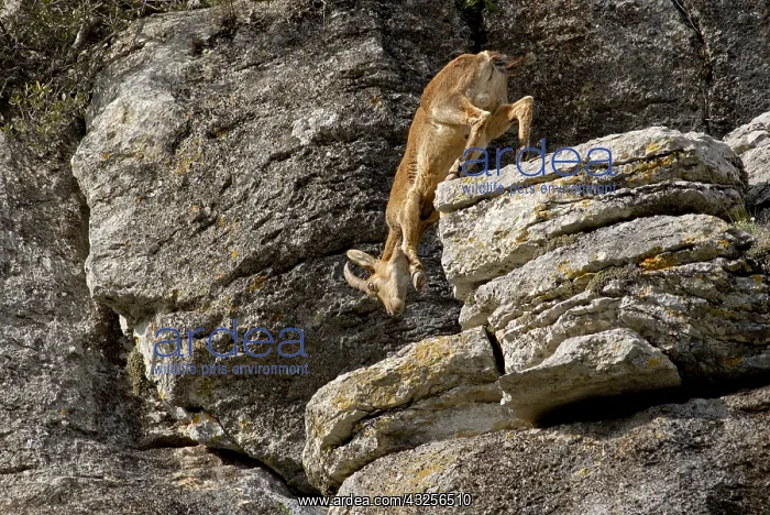 : Pyrenean Ibex (Capra pyrenaica) young male step : Pyrenean Ibex (Capra pyrenaica) young male step