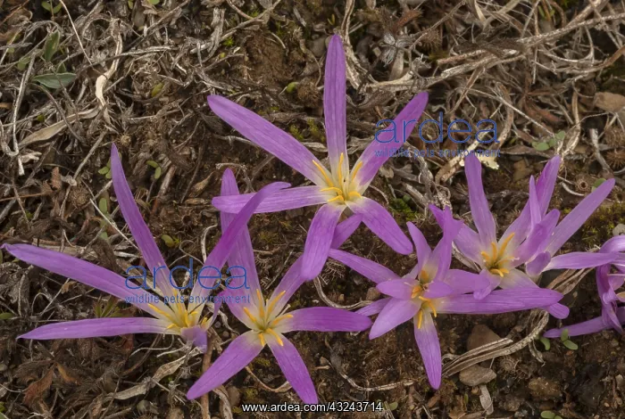 : Pyrenean Merendera, Colchicum montanum, in flower : Pyrenean Merendera, Colchicum montanum, in flower