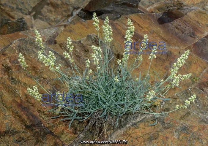 : Pyrenean Mignonette, Reseda glauca, in flower on : Pyrenean Mignonette, Reseda glauca, in flower on