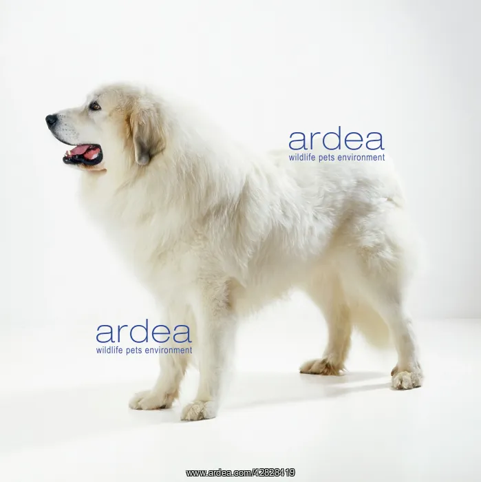 : Pyrenean Mountain Dog : Pyrenean Mountain Dog