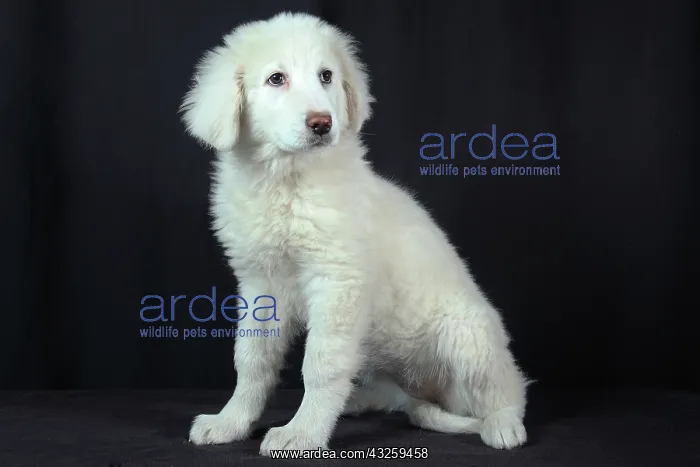 : Pyrenean mountain dog on black background : Pyrenean mountain dog on black background