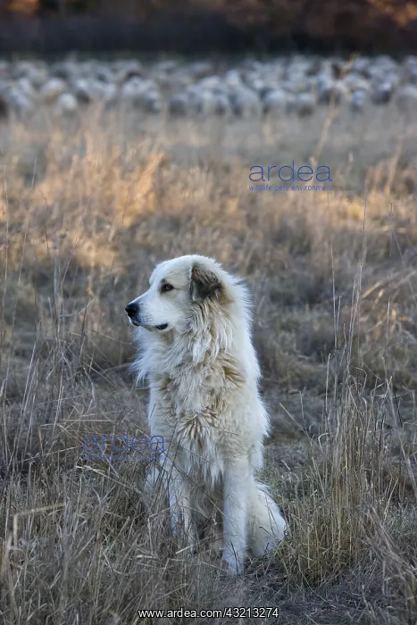 : Pyrenean mountain dog and flock of sheep France : Pyrenean mountain dog and flock of sheep France