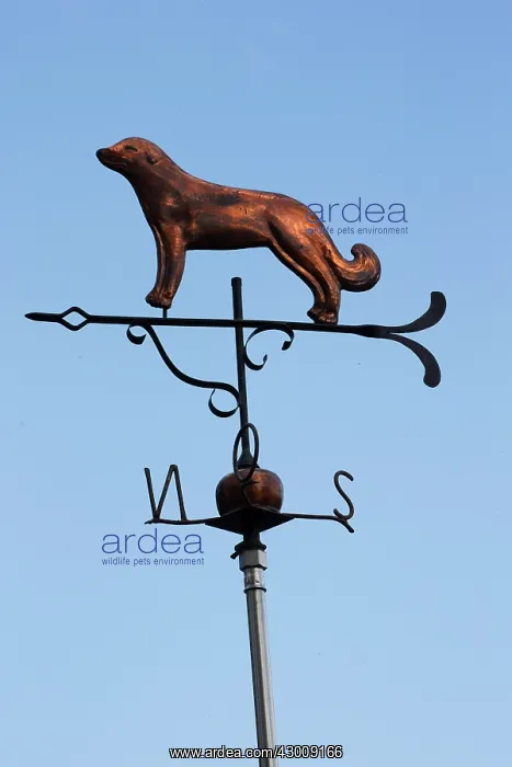 : Pyrenean Mountain Dog / Great Pyrenees on a weather vane : Pyrenean Mountain Dog / Great Pyrenees on a weather vane