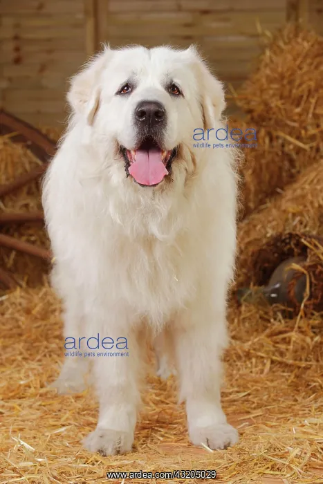 : Pyrenean mountain dog, male, 9 year old dog standing : Pyrenean mountain dog, male, 9 year old dog standing