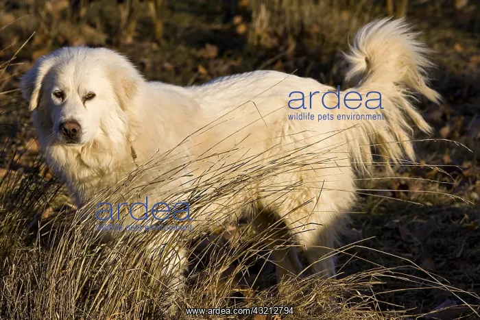 : Pyrenean Mountain Dog in a meadow in winter Provence France : Pyrenean Mountain Dog in a meadow in winter Provence France