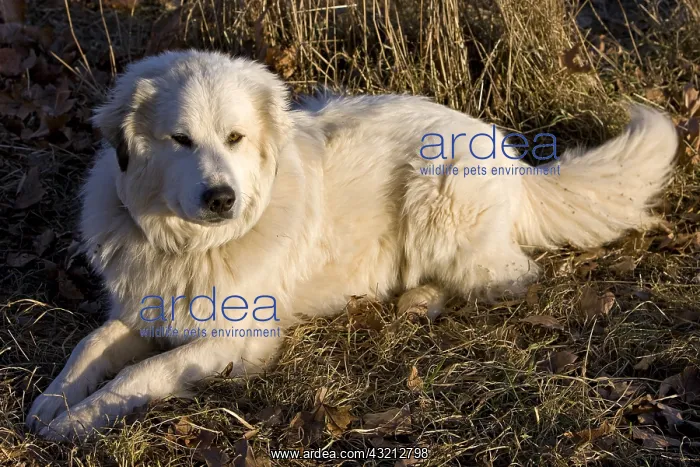 : Pyrenean Mountain Dog in a meadow in winter Provence France : Pyrenean Mountain Dog in a meadow in winter Provence France