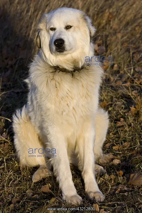 : Pyrenean Mountain Dog in a meadow in winter Provence France : Pyrenean Mountain Dog in a meadow in winter Provence France