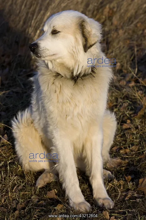 : Pyrenean Mountain Dog in a meadow in winter Provence France : Pyrenean Mountain Dog in a meadow in winter Provence France