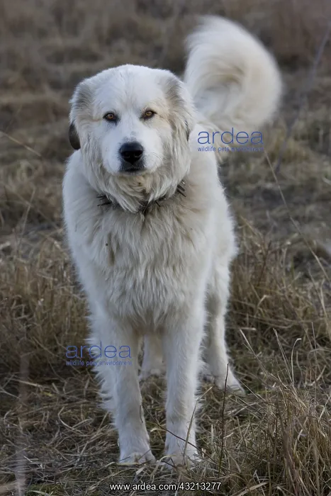 : Pyrenean mountain dog in Provence France : Pyrenean mountain dog in Provence France