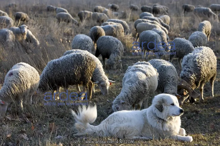 : Pyrenean Mountain Dog and Sheep Merinos d'Arles Provence : Pyrenean Mountain Dog and Sheep Merinos d'Arles Provence