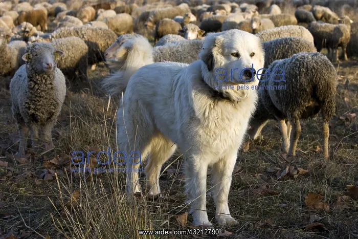 : Pyrenean Mountain Dog and Sheep Merinos d'Arles Provence : Pyrenean Mountain Dog and Sheep Merinos d'Arles Provence