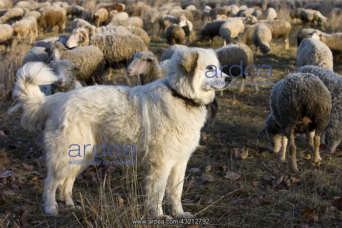 : Pyrenean Mountain Dog and Sheep Merinos d'Arles Provence : Pyrenean Mountain Dog and Sheep Merinos d'Arles Provence